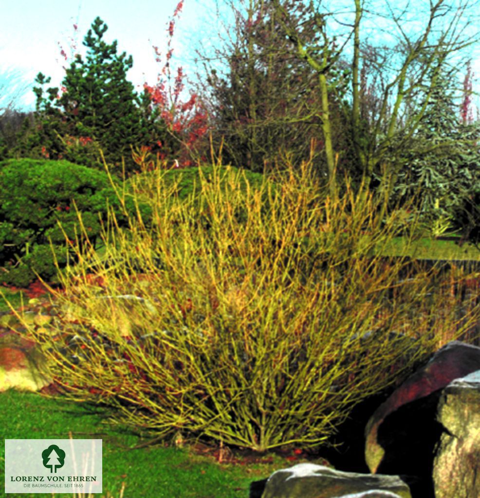 Cornus stolonifera 'Flaviramea'