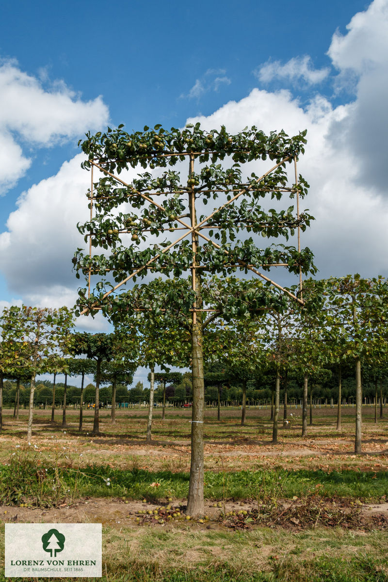 Pyrus communis 'Schweizer Wasserbirne'