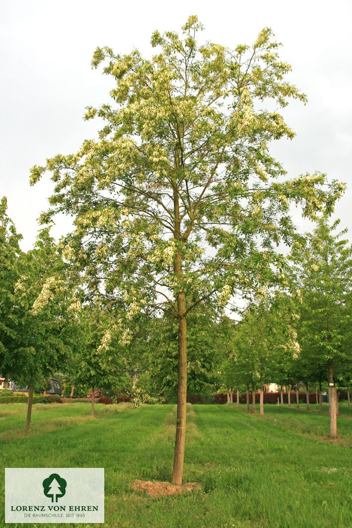 Robinia pseudoacacia 'Unifolia'