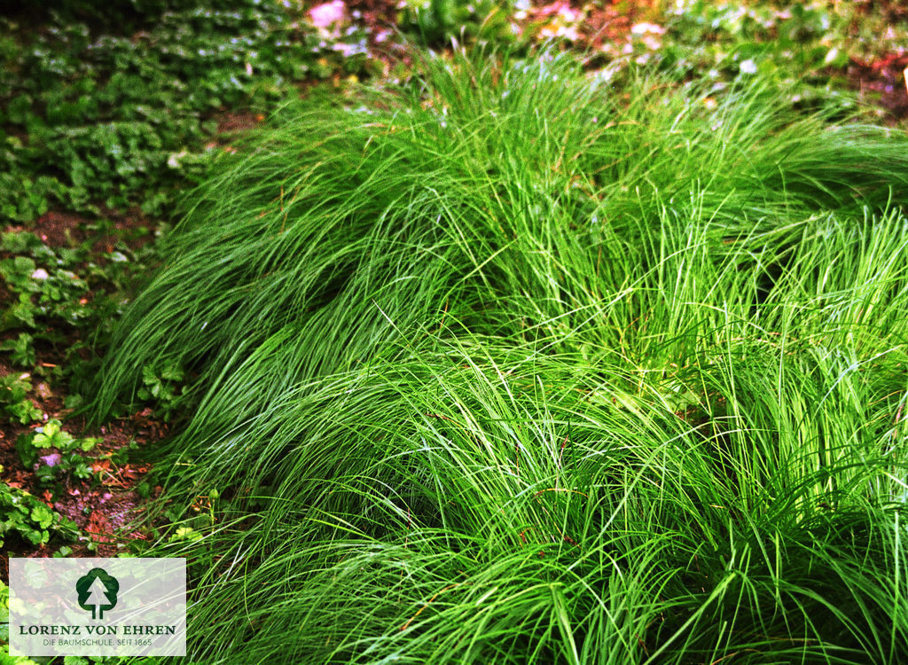 Carex montana