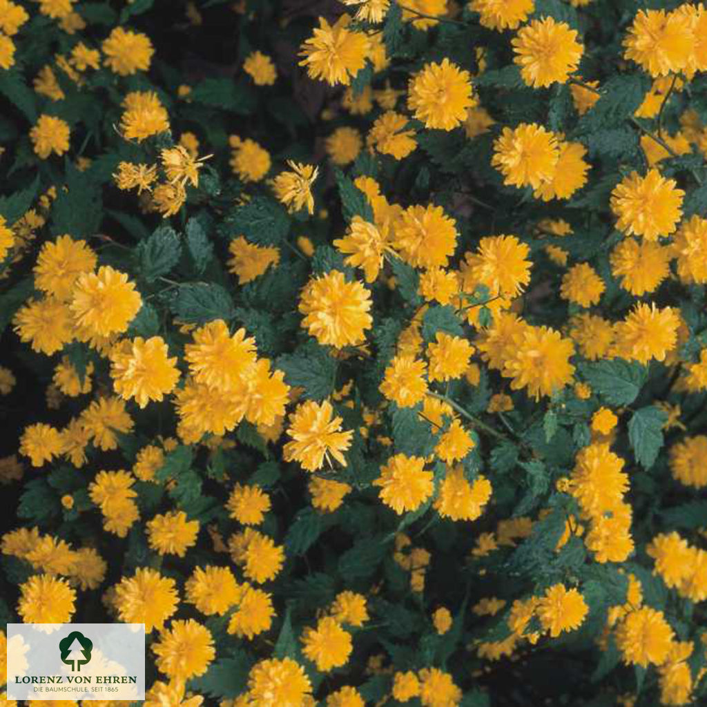 Kerria japonica 'Pleniflora'