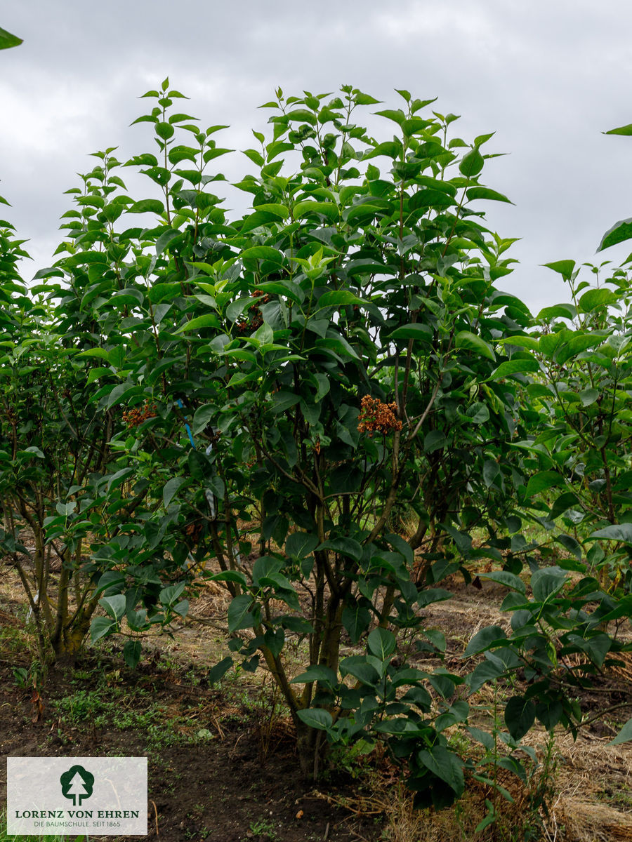 Syringa vulgaris 'Schöne von Moskau'