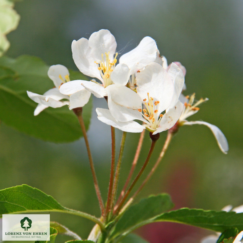 Malus 'Beverly'