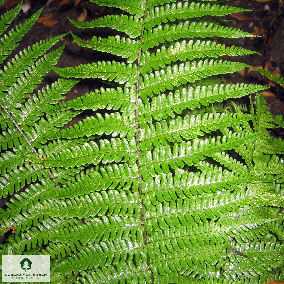 Dryopteris affinis