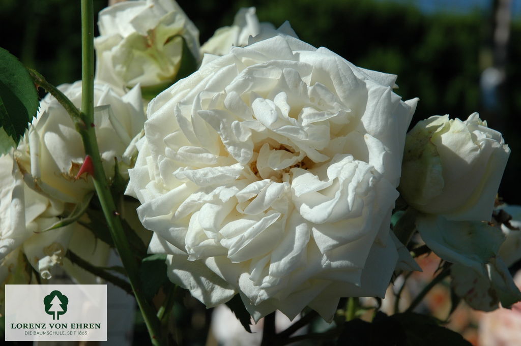 Rosa 'Ilse Krohn Superior'