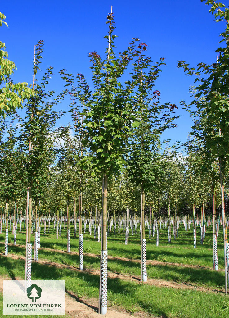 Acer cappadocicum 'Rubrum'