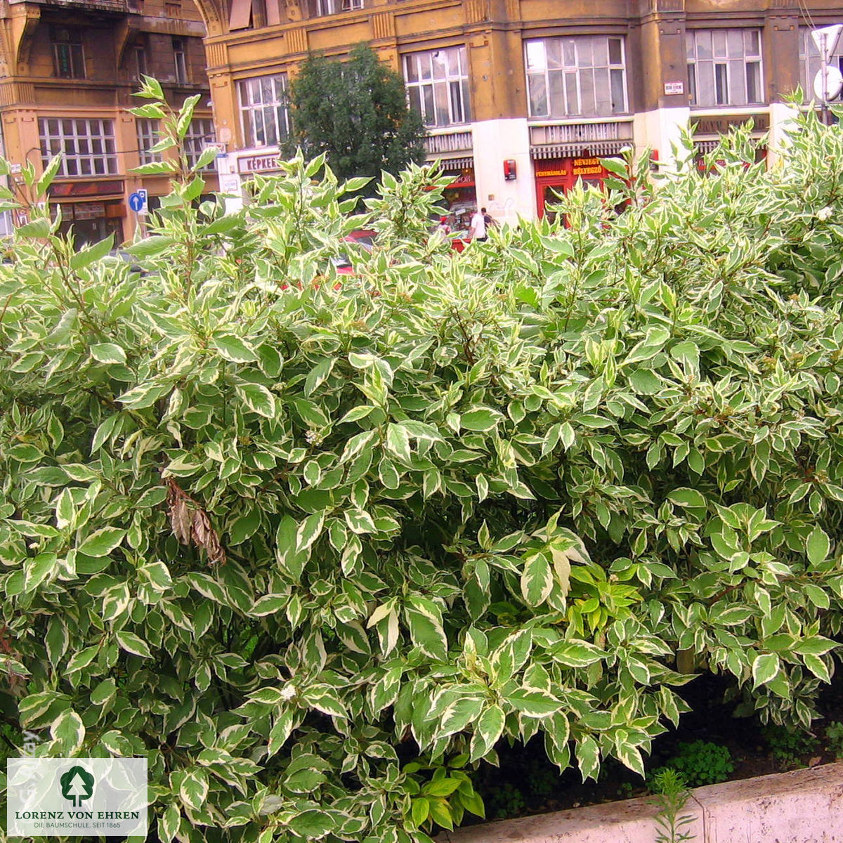 Cornus alba 'Elegantissima'