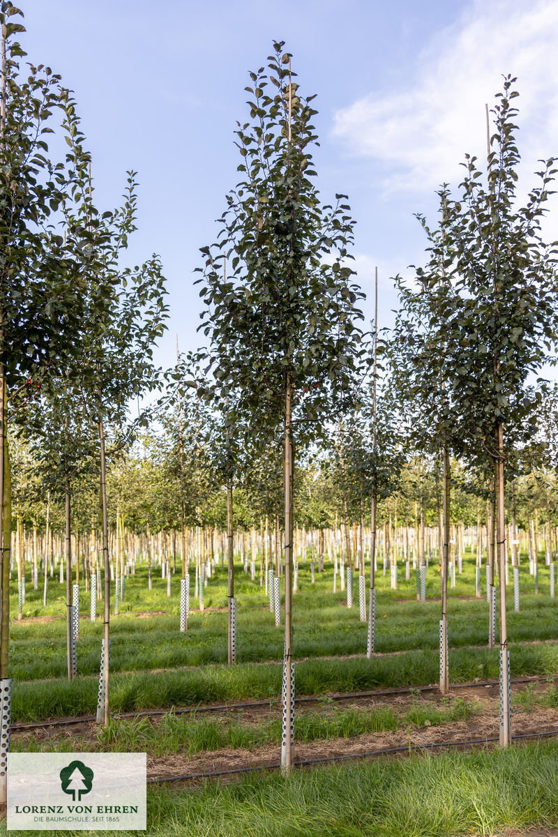 Malus 'Mokum'