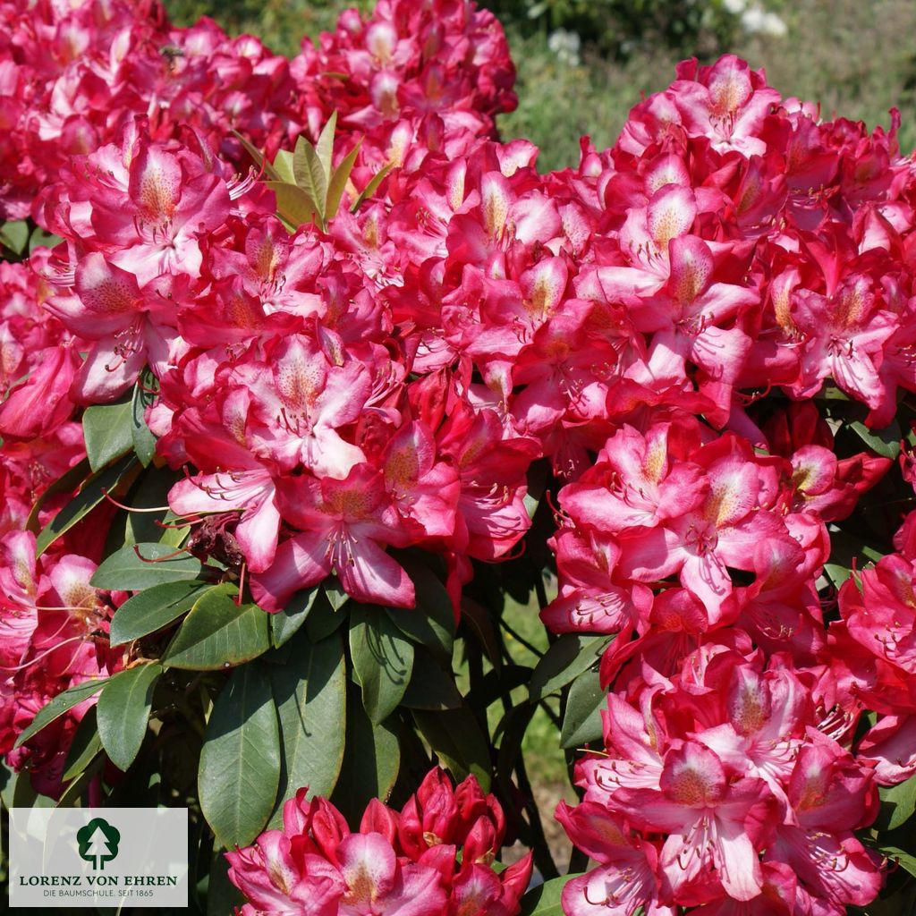 Rhododendron Hybride 'Junifeuer'