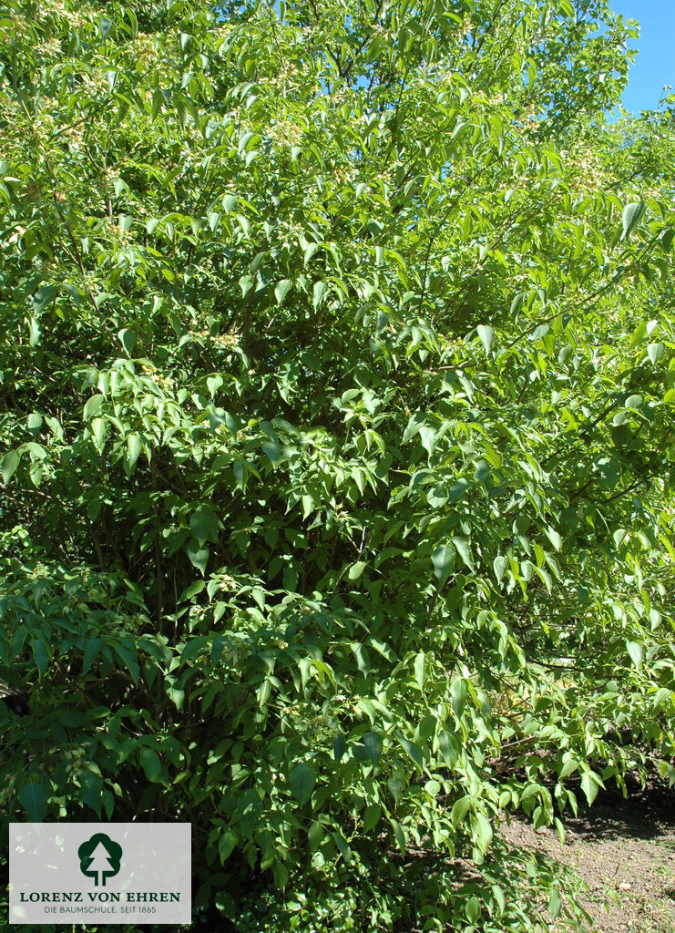 Staphylea colchica
