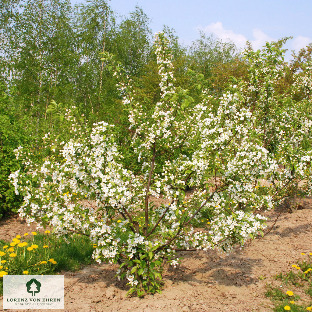 Malus 'Red Jewel'