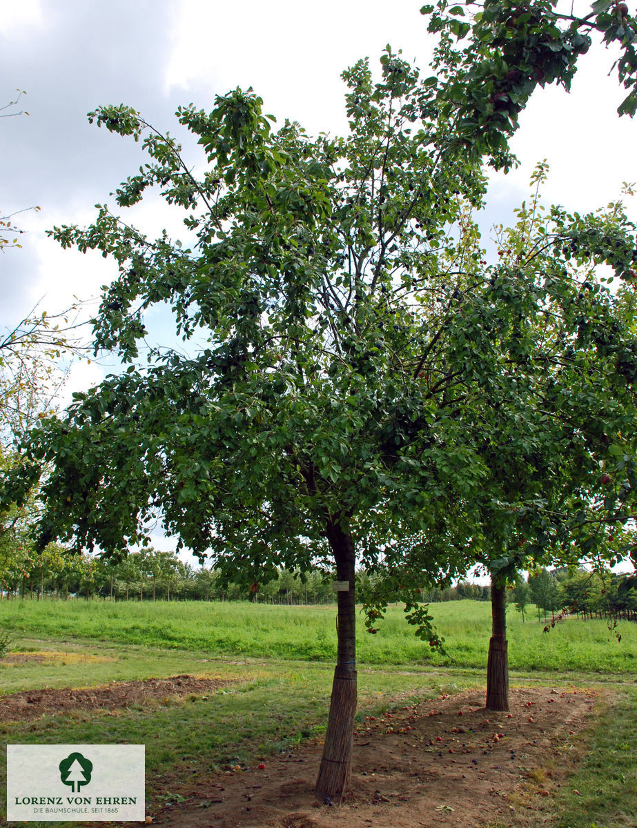 Prunus domestica 'Bühler Frühzwetsche'