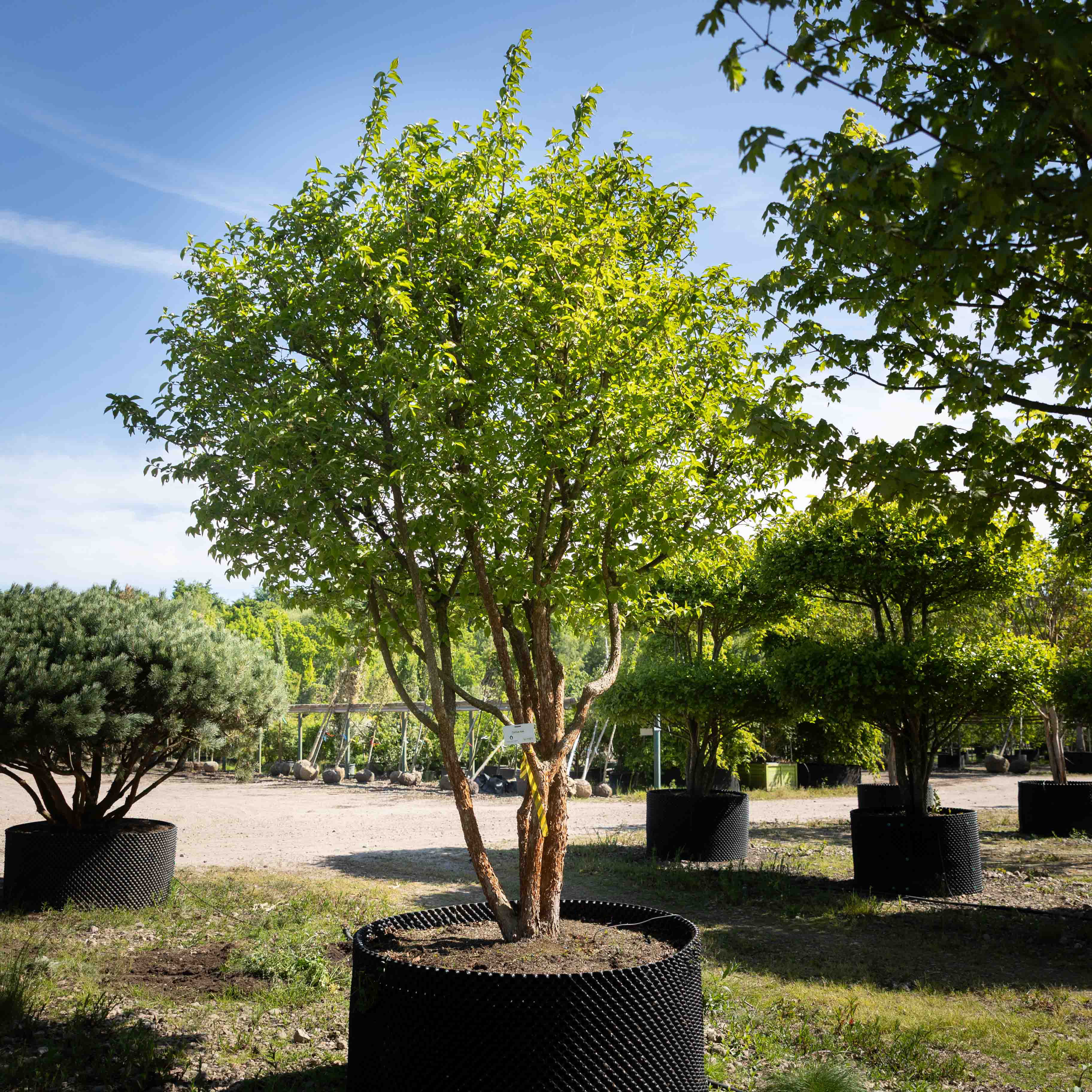 Cornus mas VJ