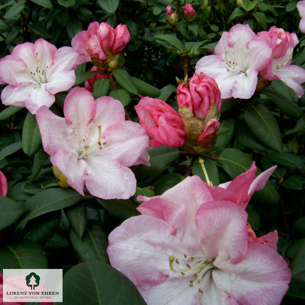 Rhododendron williamsianum 'Stadt Essen'