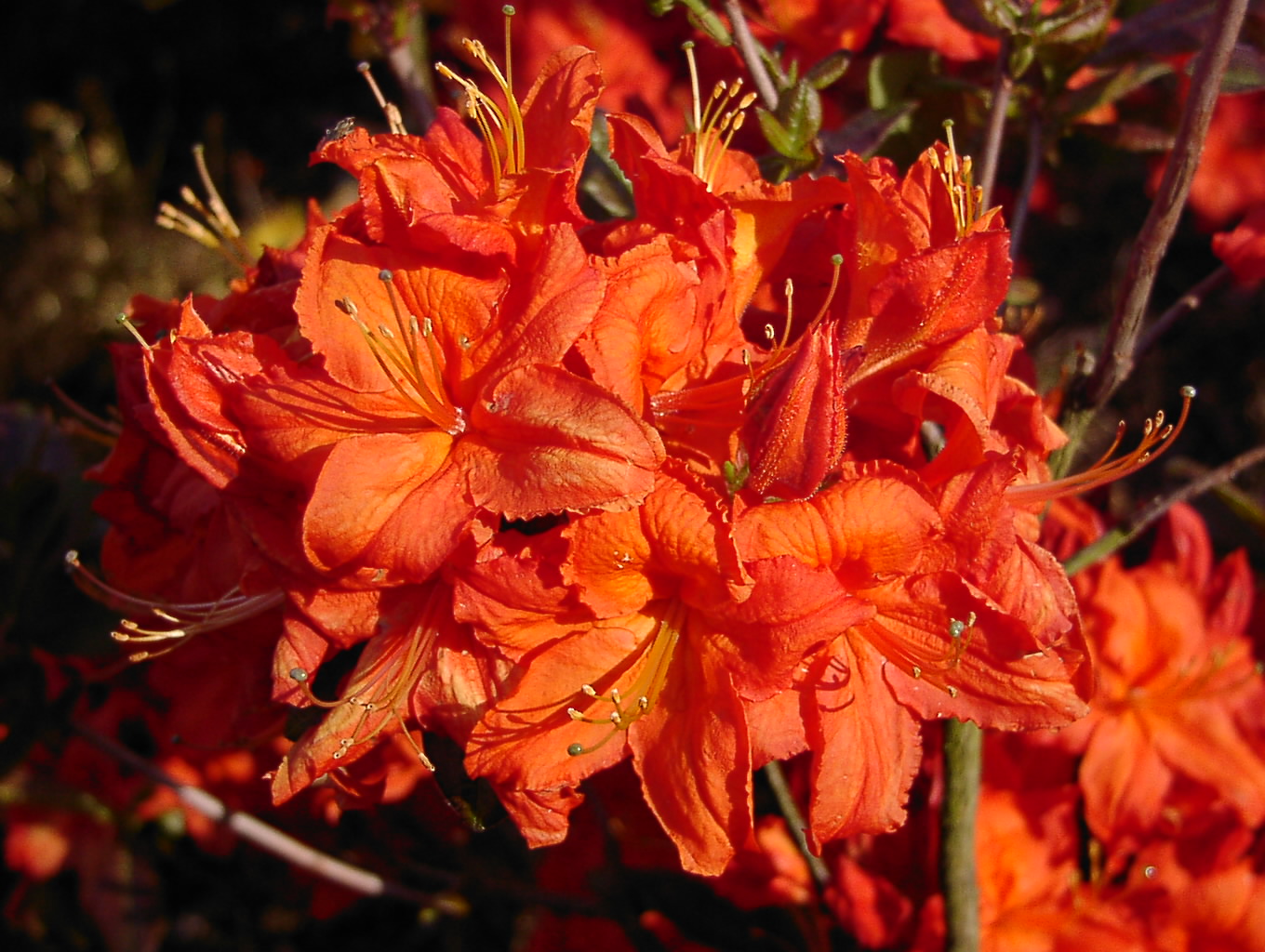 Genießen Sie die intensive Schönheit von Rhododendron Azalea 'Fireball' mit ihren leuchtend roten Blüten. Diese Azaleen-Sorte verleiht Ihrem Garten eine unvergleichliche Feurigkeit.