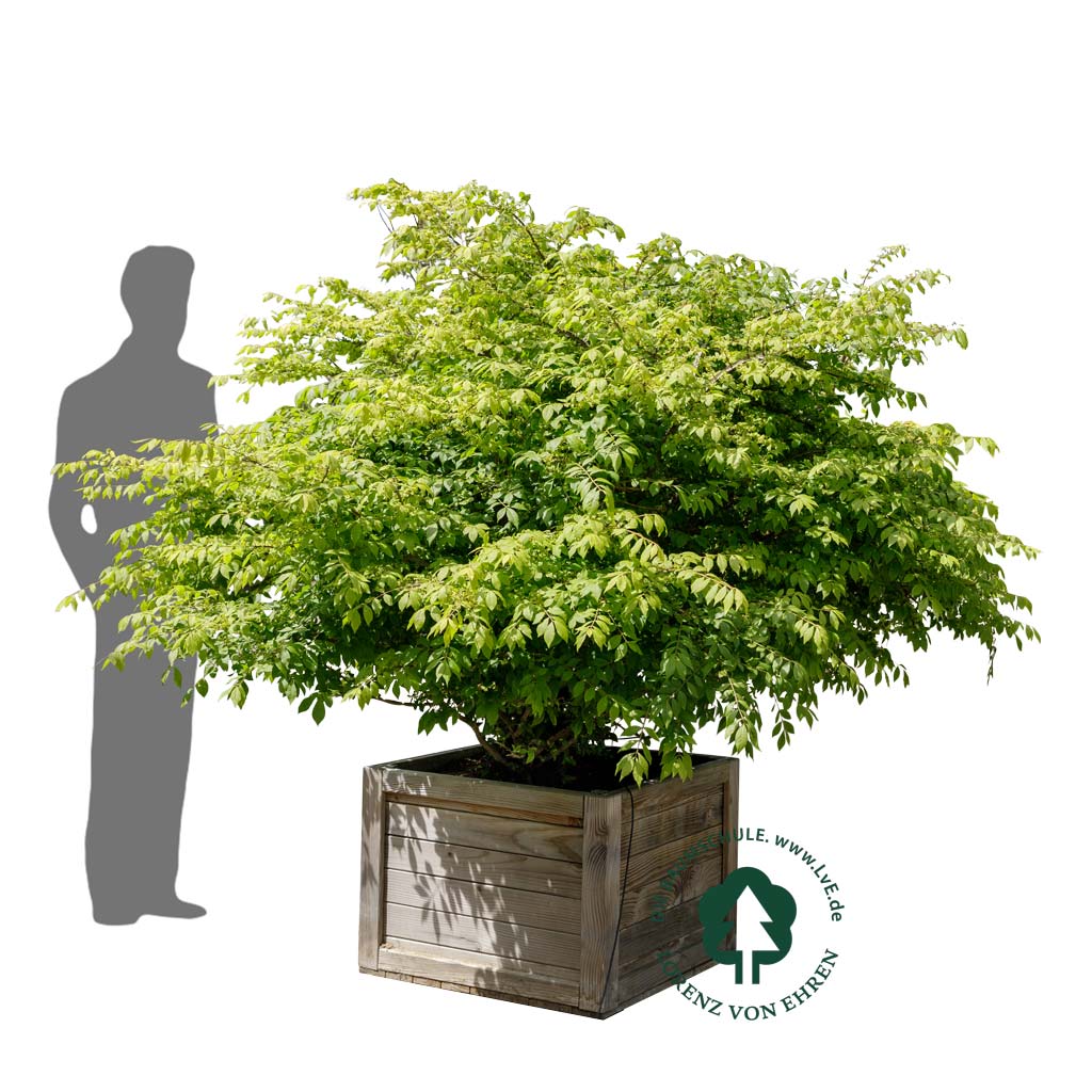 Euonymus alatus