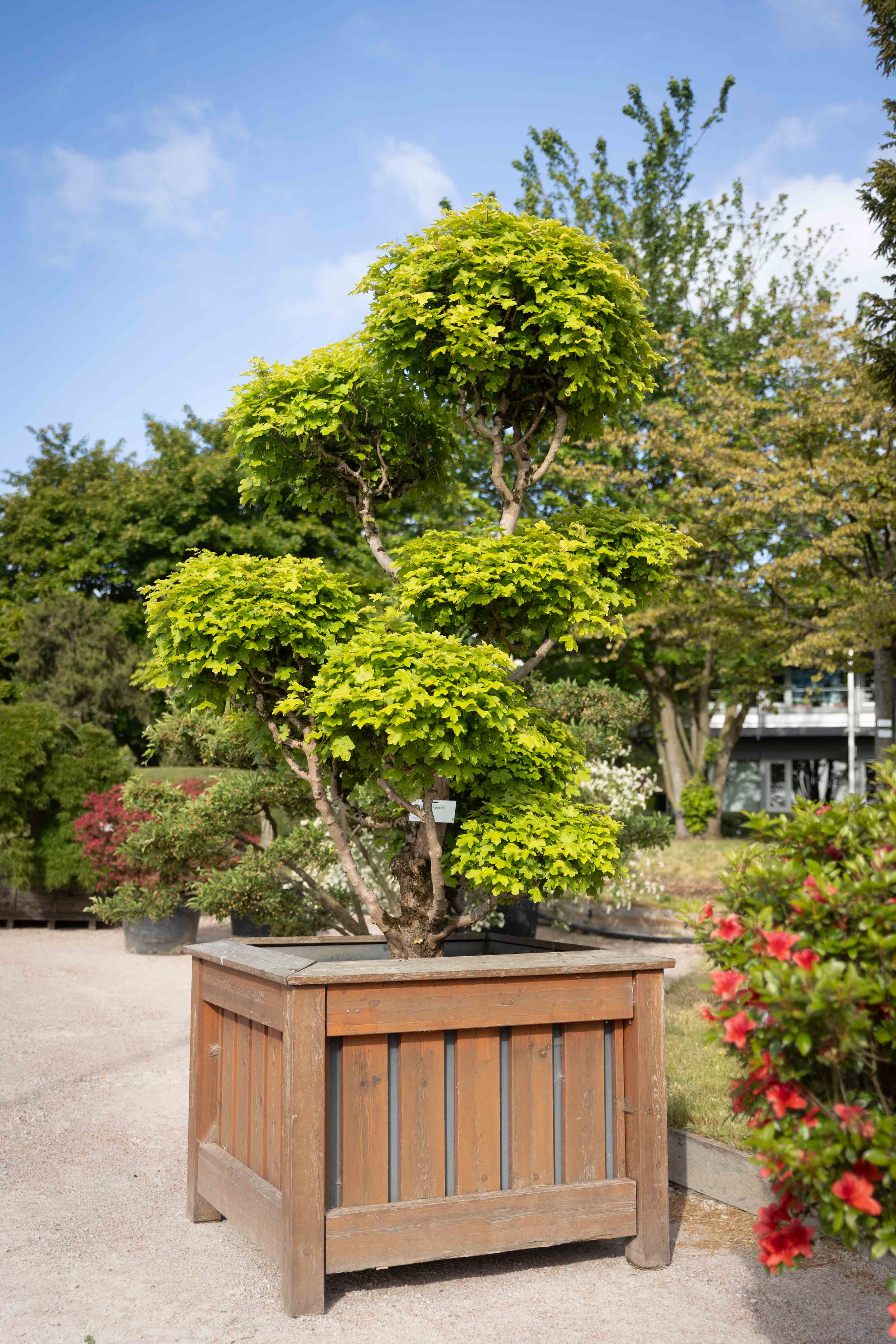 Acer campestre Bonsai - verkauft