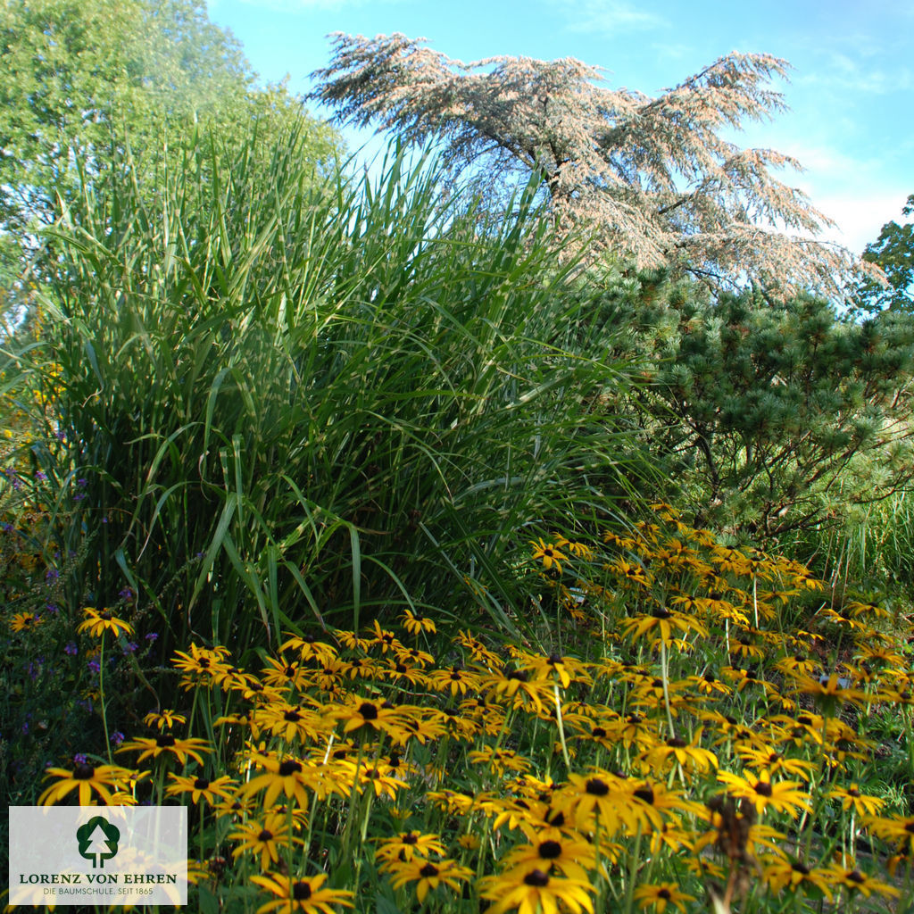 Miscanthus sinensis 'Strictus'