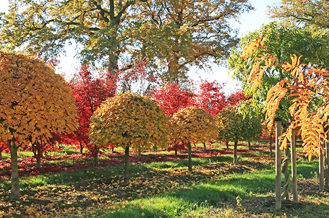 Acer Halbkugel auf Stamm Ahorn in der Herbstfärbung Abies