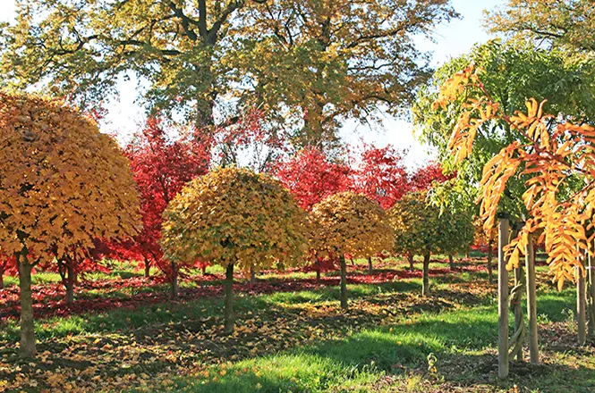 Ahorn in der Herbstfärbung  Abies