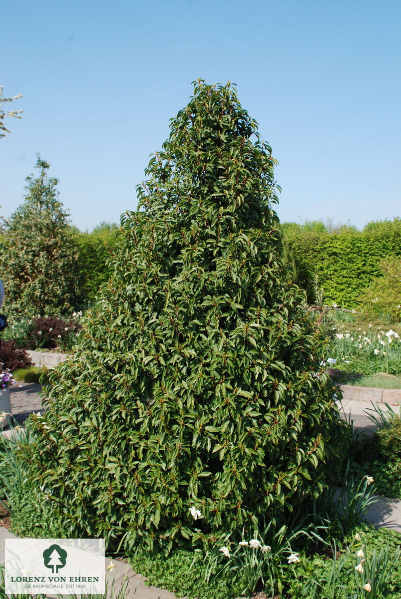 Prunus lusitanica 'Angustifolia'