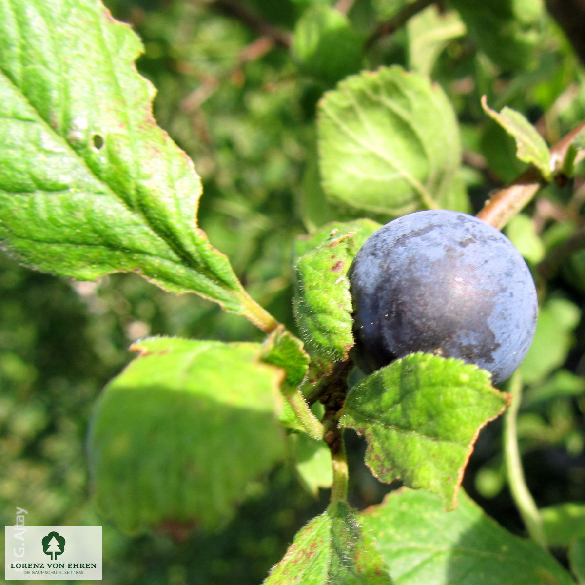 Prunus spinosa