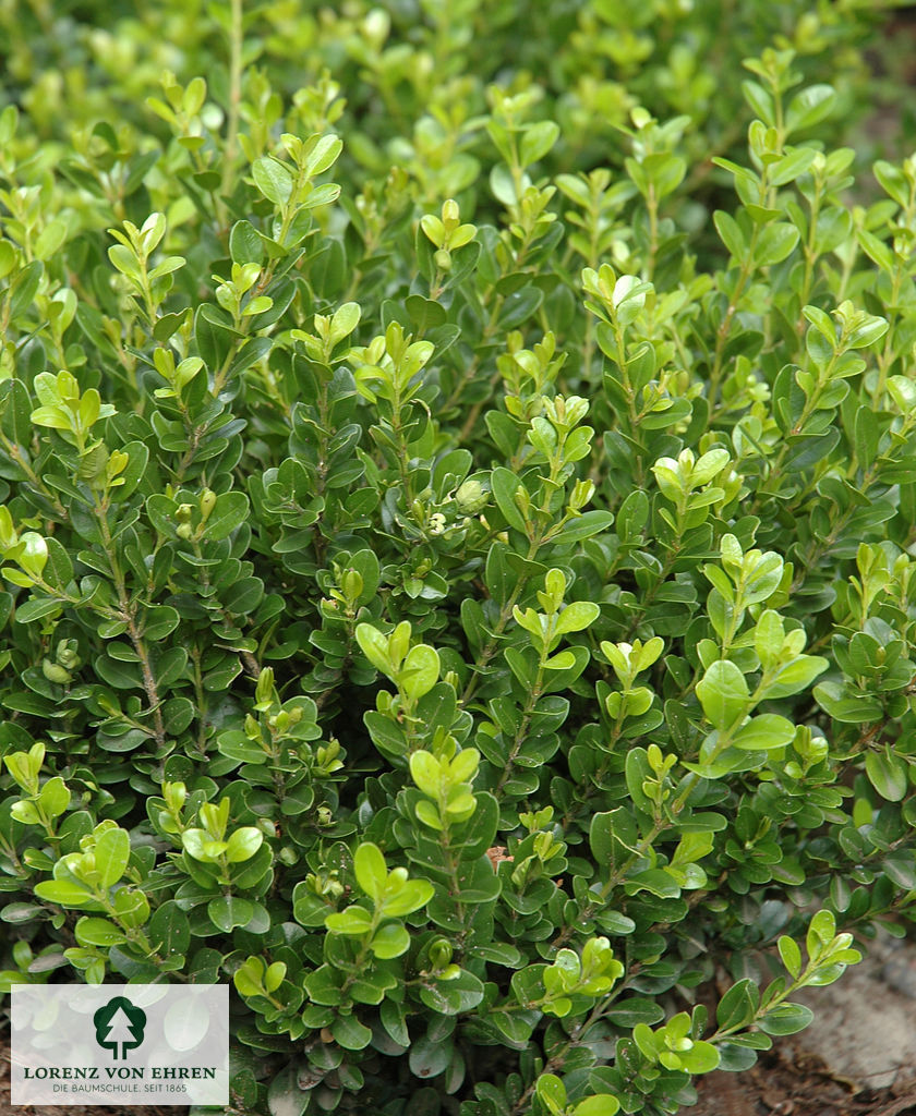 Buxus microphylla 'Faulkner'