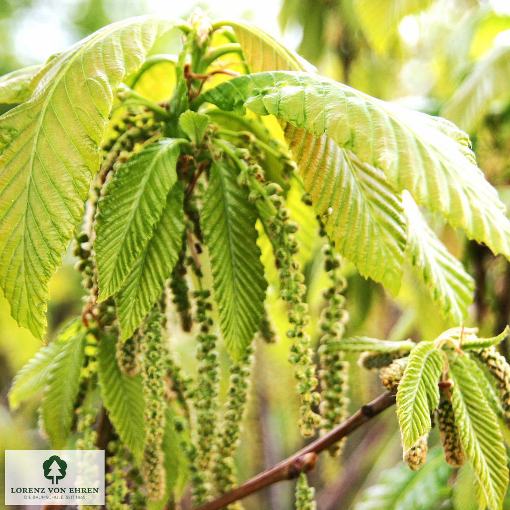 Quercus pontica