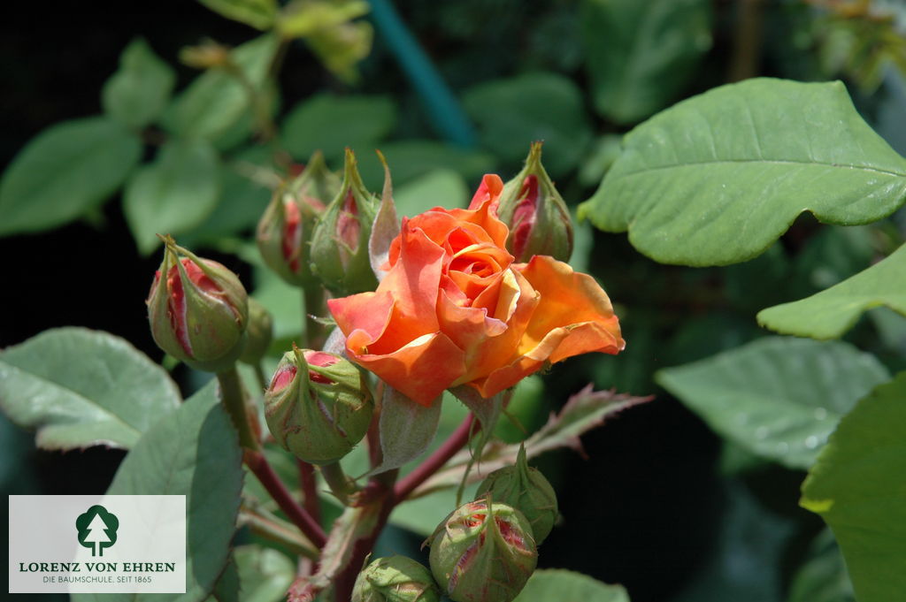 Rosa 'Charles Austin'