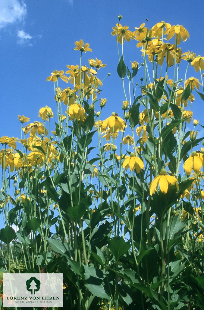 Rudbeckia nitida 'Herbstsonne'