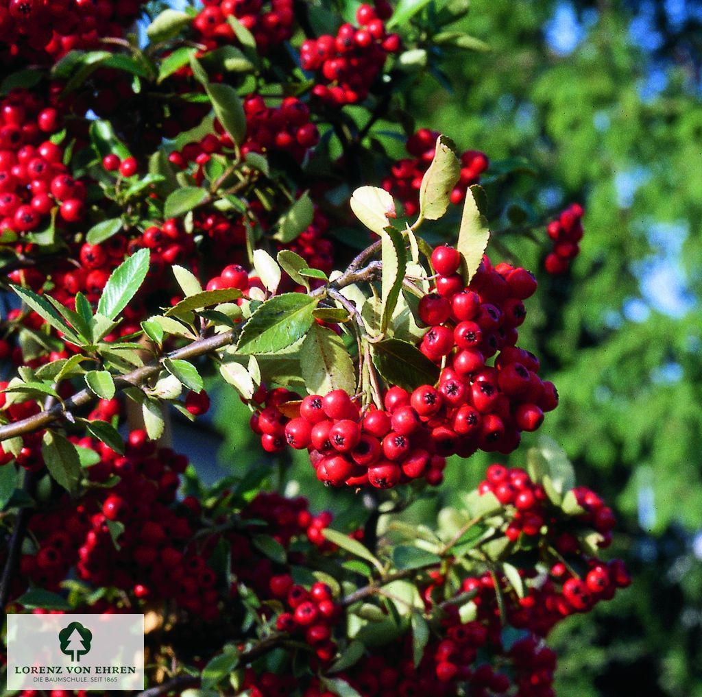 Pyracantha coccinea 'Red Cushion'