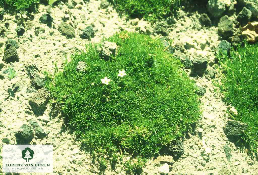 Sagina subulata