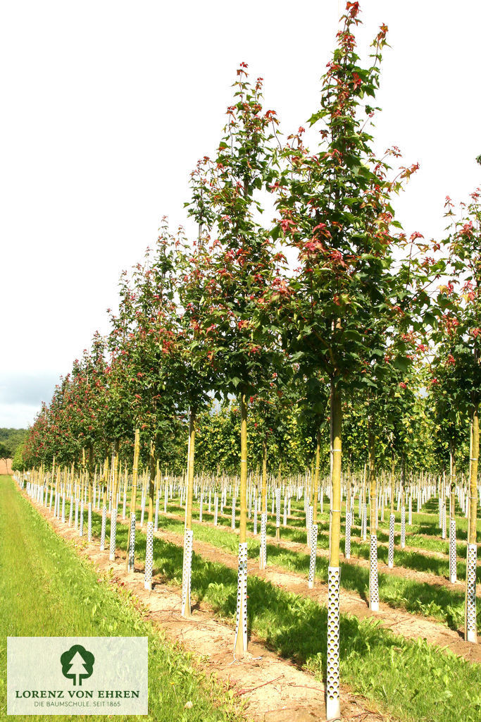 Acer cappadocicum 'Rubrum'