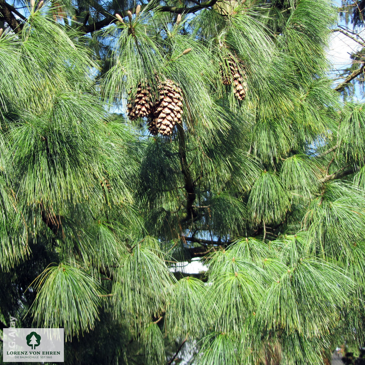 Pinus wallichiana