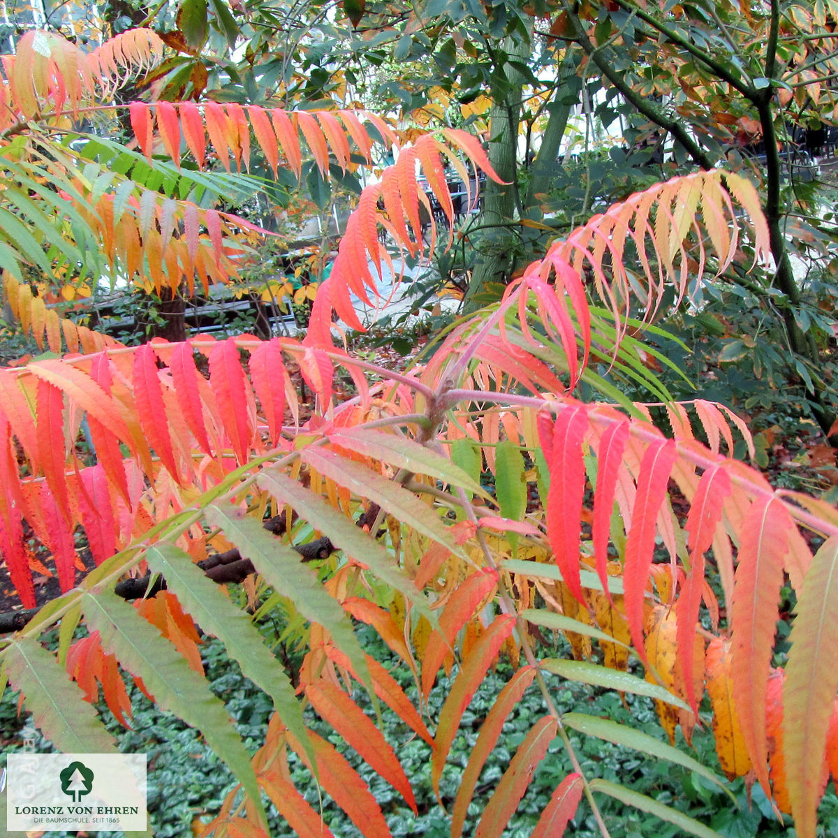 Rhus typhina