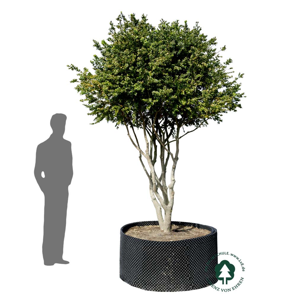 Buxus sempervirens 'Bullata'