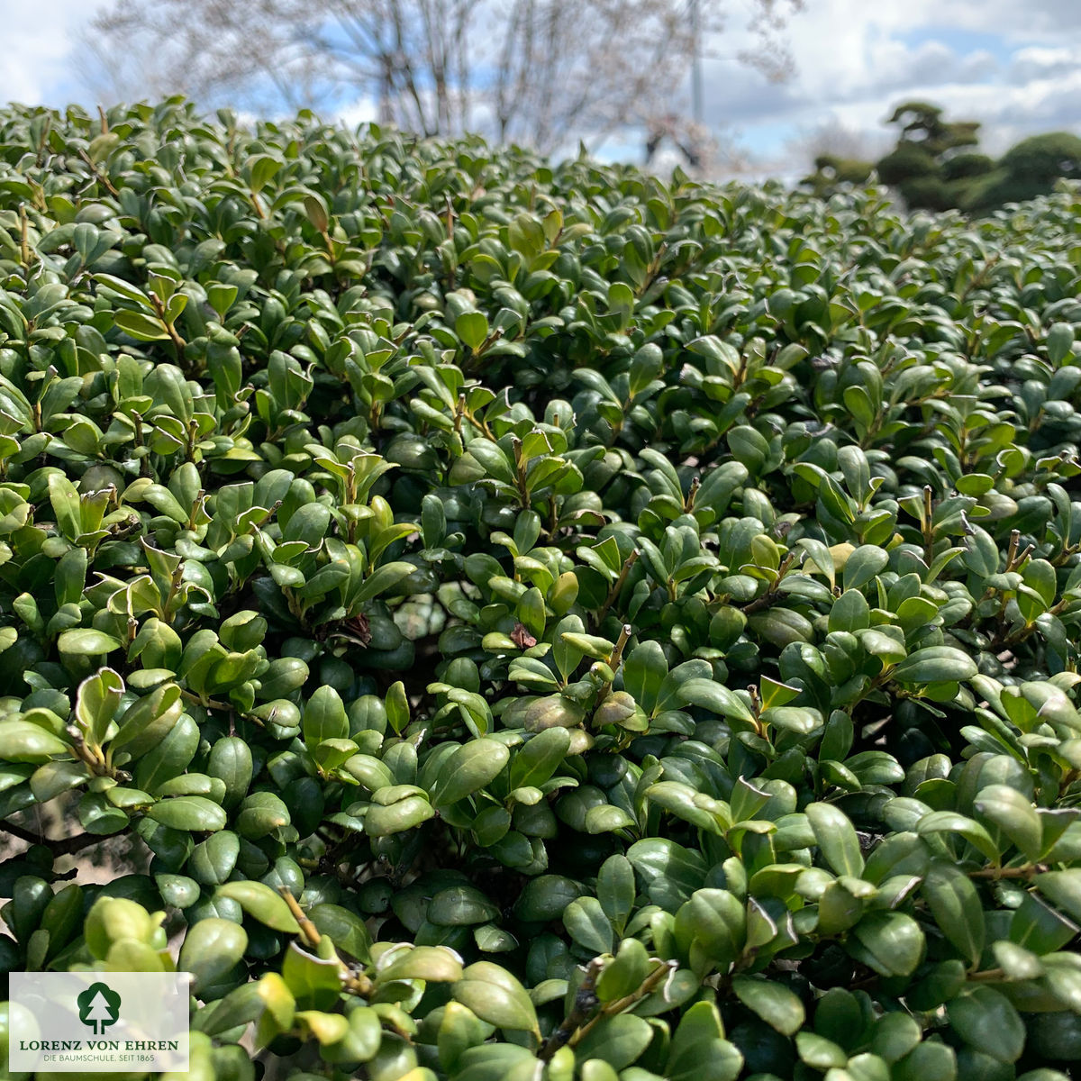 Ilex crenata 'Convexa'