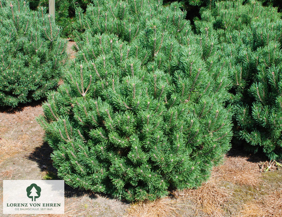 Pinus mugo 'Mops'