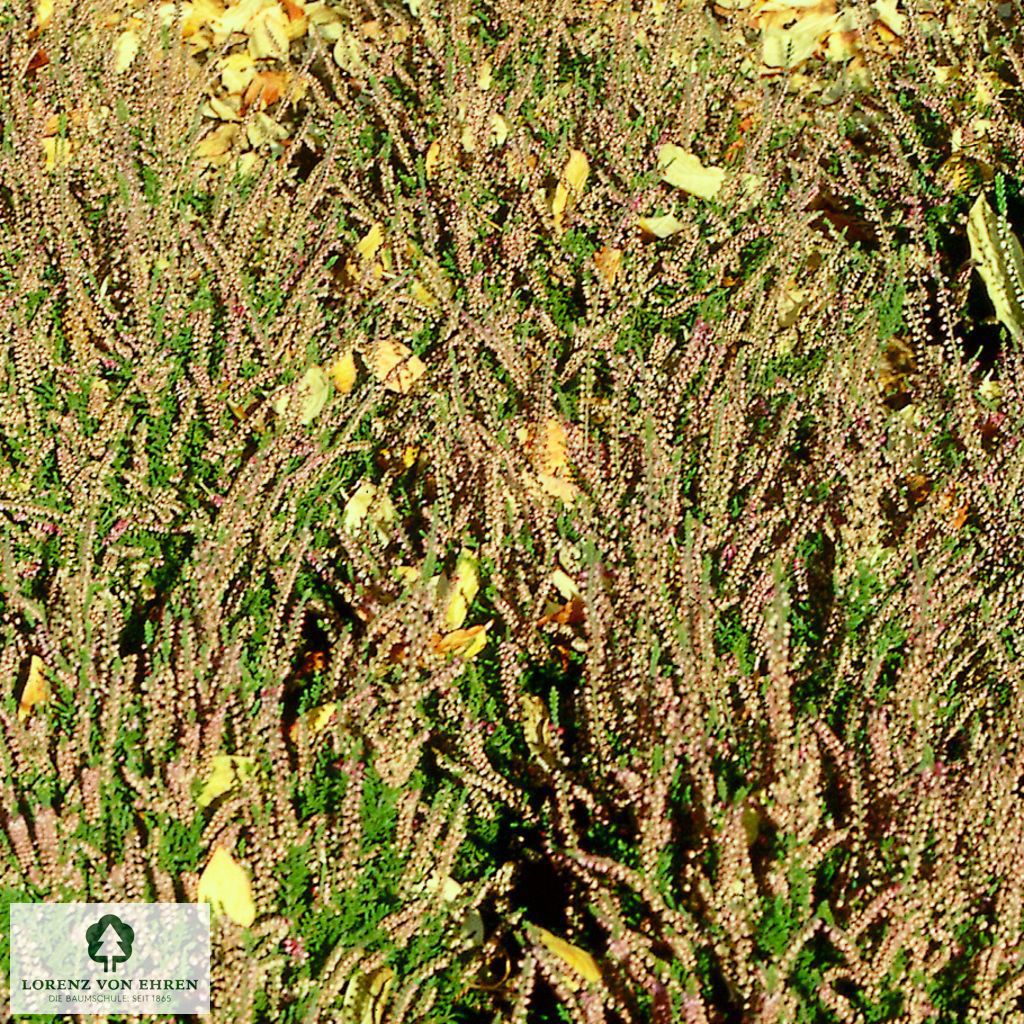 Calluna vulgaris 'Liebestraum'