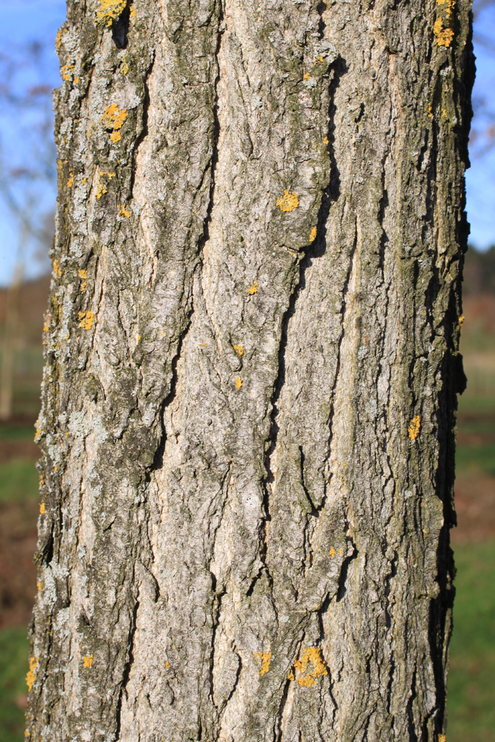 Styphnolobium japonicum 'Pendula' Unikat