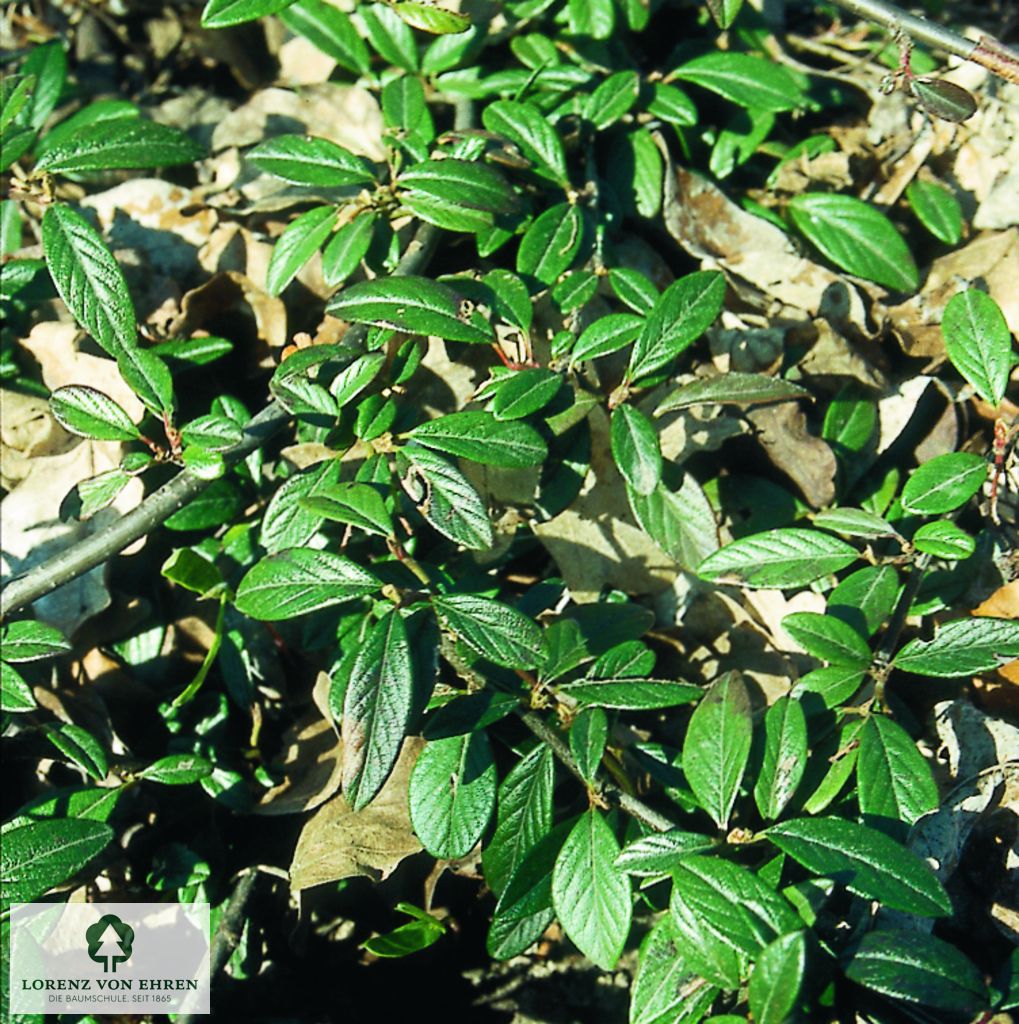 Cotoneaster salicifolius 'Repens'