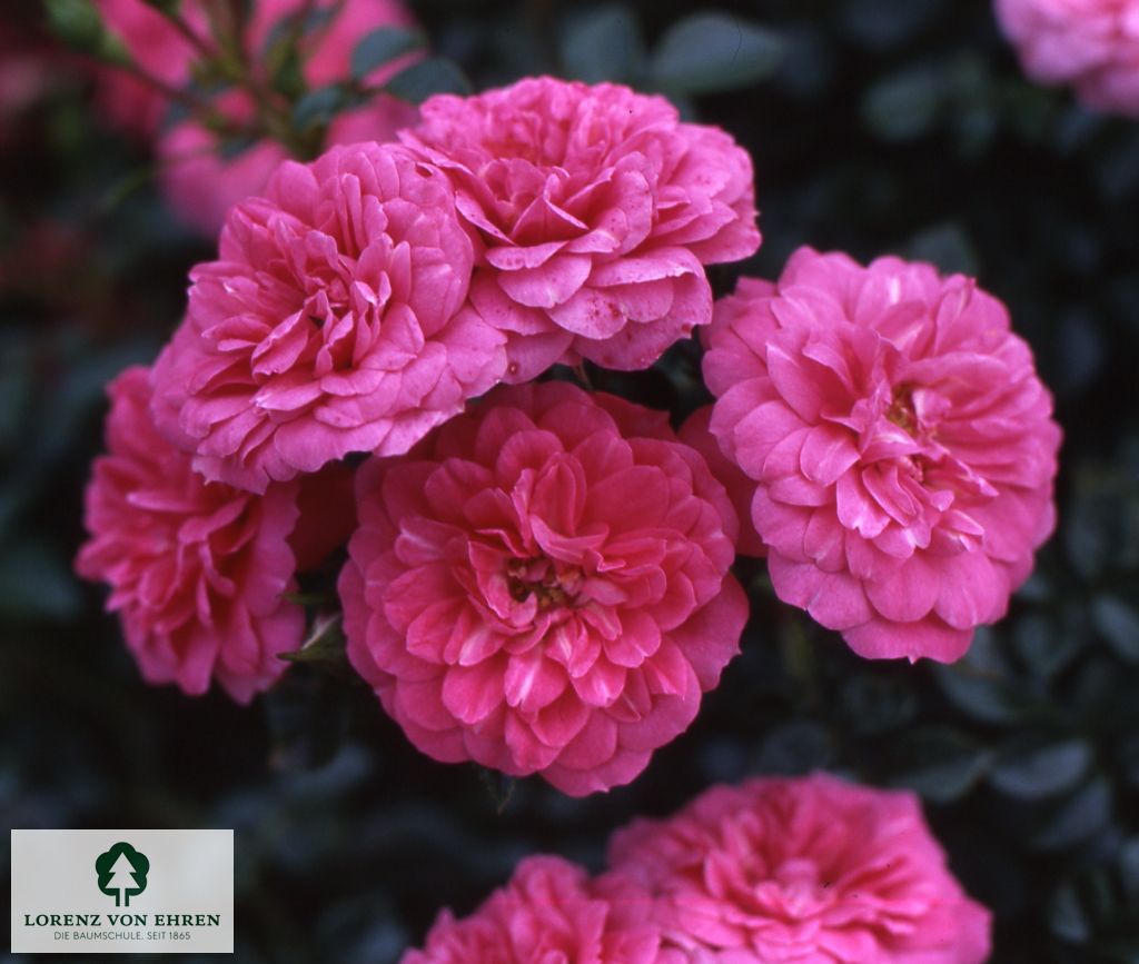 Rosa 'Knirps'