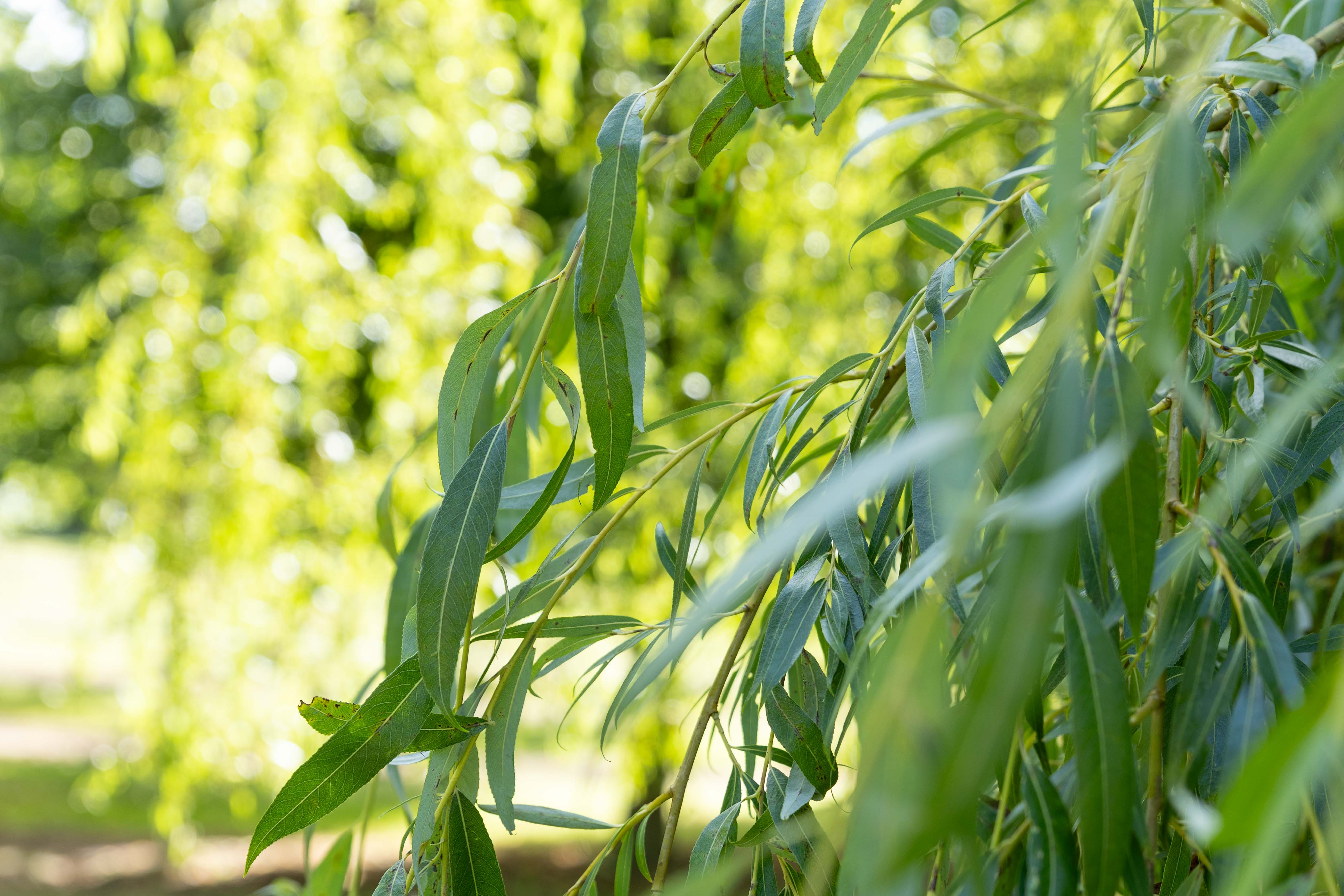 Nahaufnahme von langen, schmalen, grünen Blättern eines Baumes.