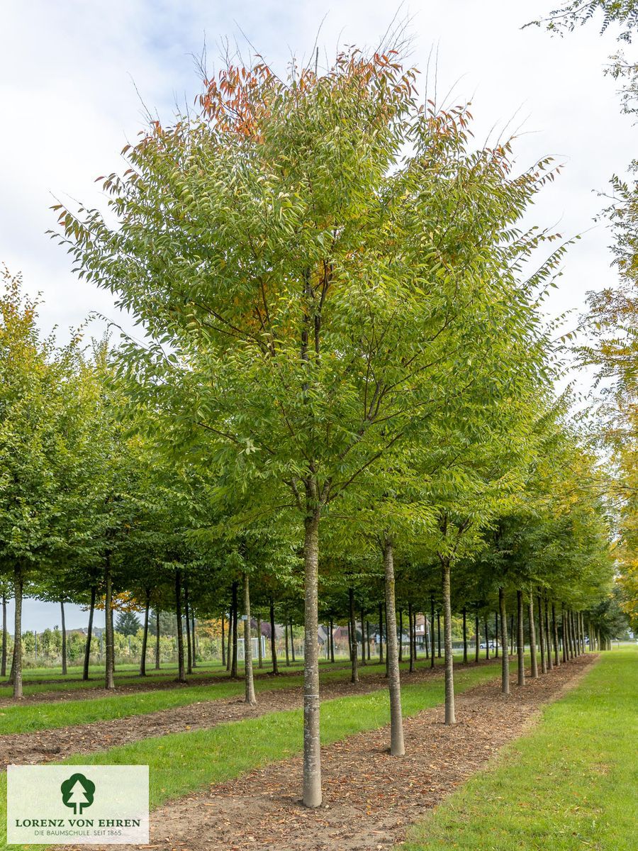 Zelkova serrata 'Green Vase'