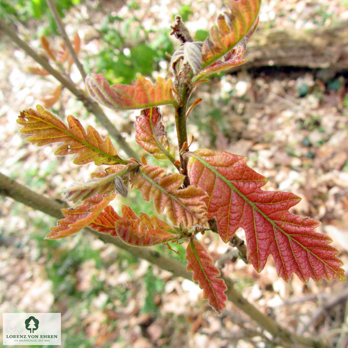 Quercus bicolor