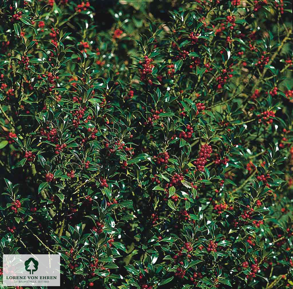 Ilex aquifolium 'J.C. van Tol'