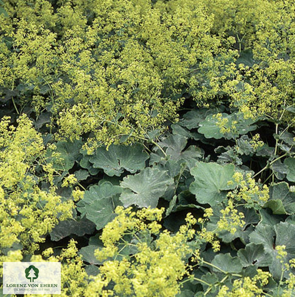 Alchemilla erythropoda