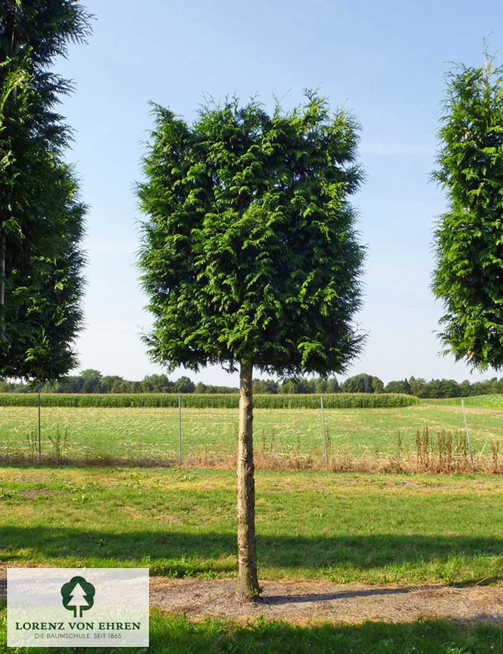 Thuja plicata 'Excelsa'