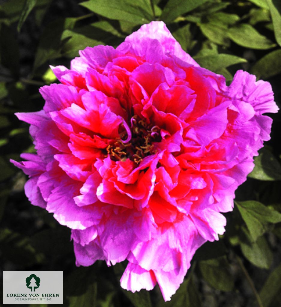 Paeonia suffruticosa 'Reine Elisabeth'