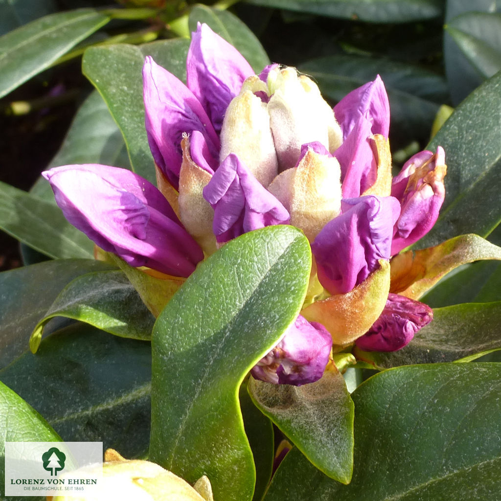 Rhododendron Hybride 'Metallica'